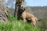 BORDER TERRIER 089